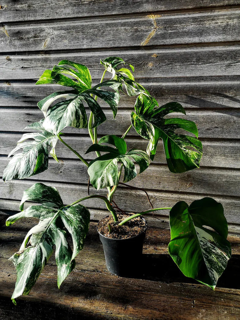 Monstera Albo - XXL Variegated Monstera - Small Form Albo 8 Leaves image 0