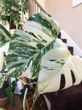 Albo Variegated Monstera - 6 leaf branch clipping! image 4