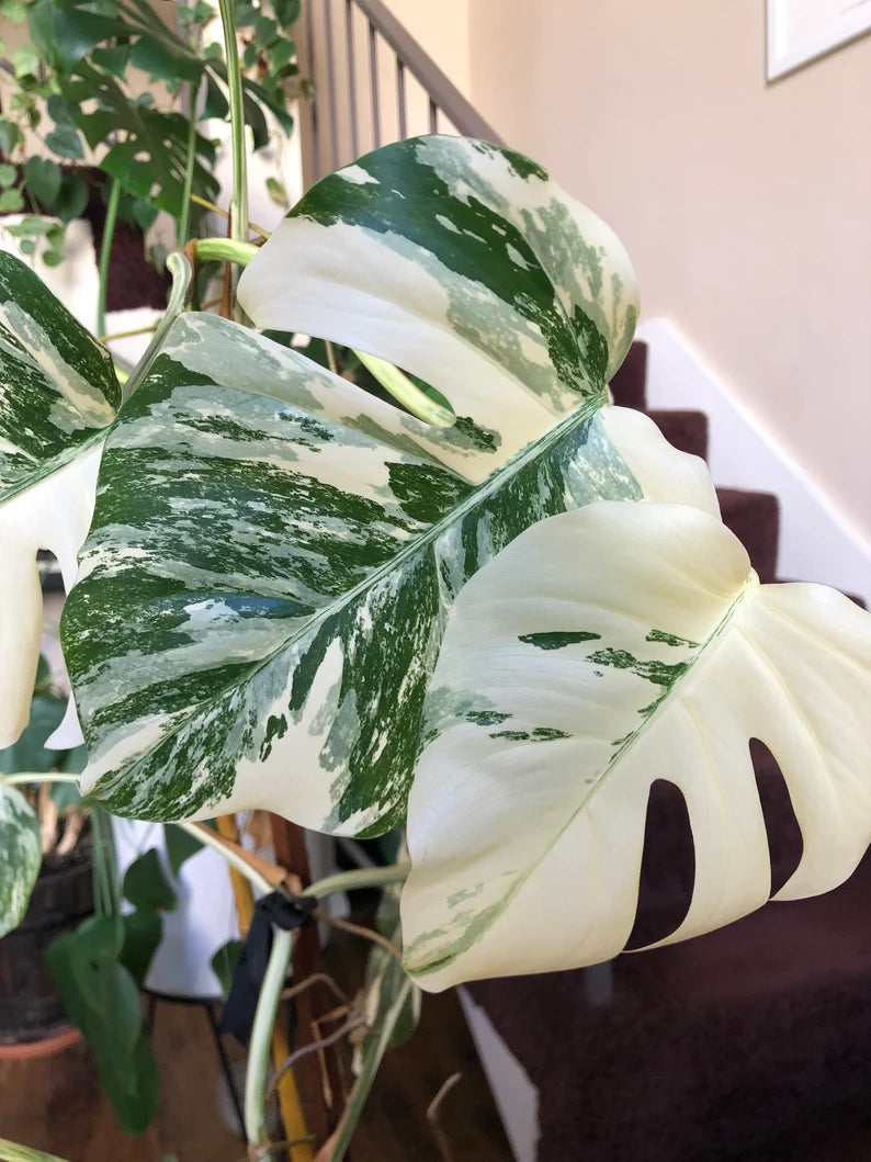 Albo Variegated Monstera - 6 leaf branch clipping! image 4