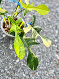 Philodendron Florida Beauty Variegated Fully Rooted Plant image 1