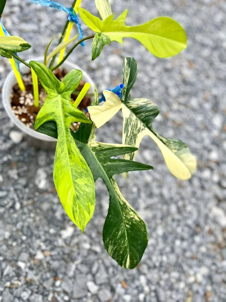 Philodendron Florida Beauty Variegated Fully Rooted Plant image 1
