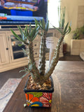 Pachypodium — Group Collection image 4