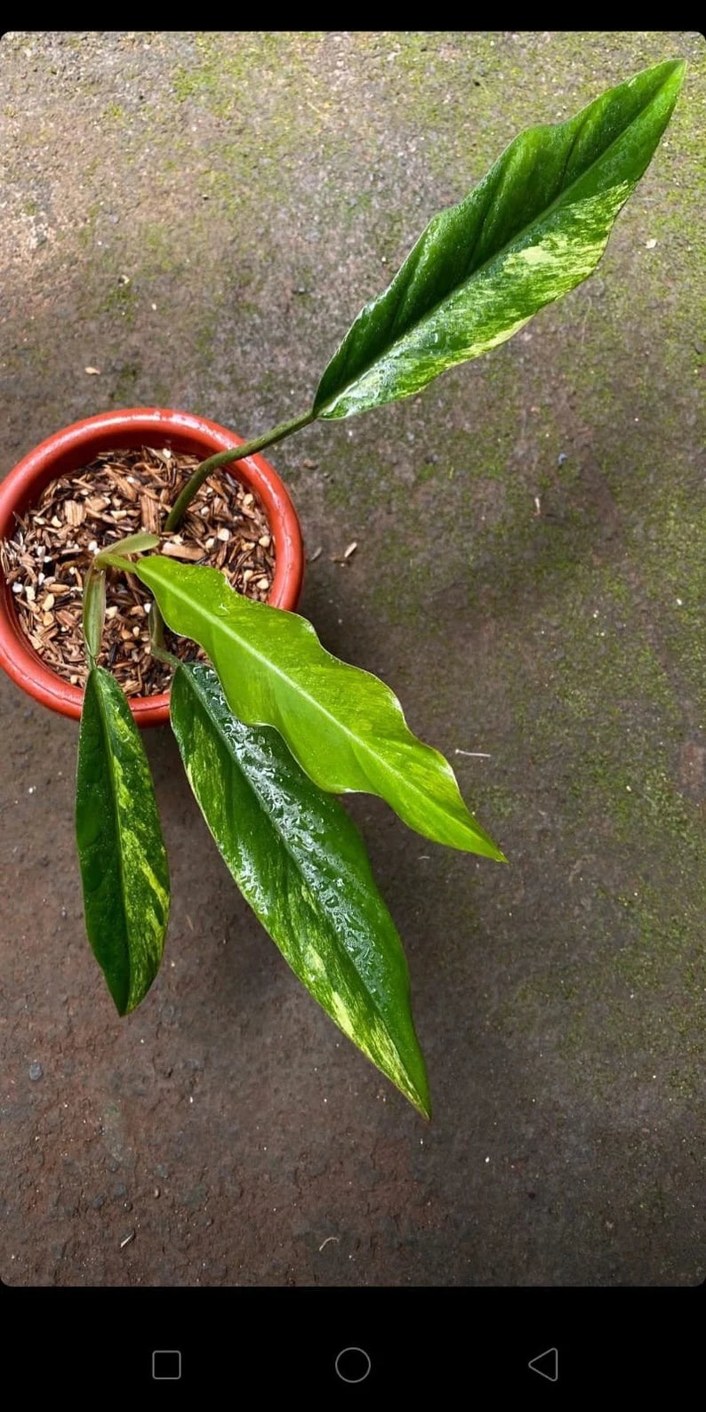 Philodendron Caramel Marble Variegated image 0