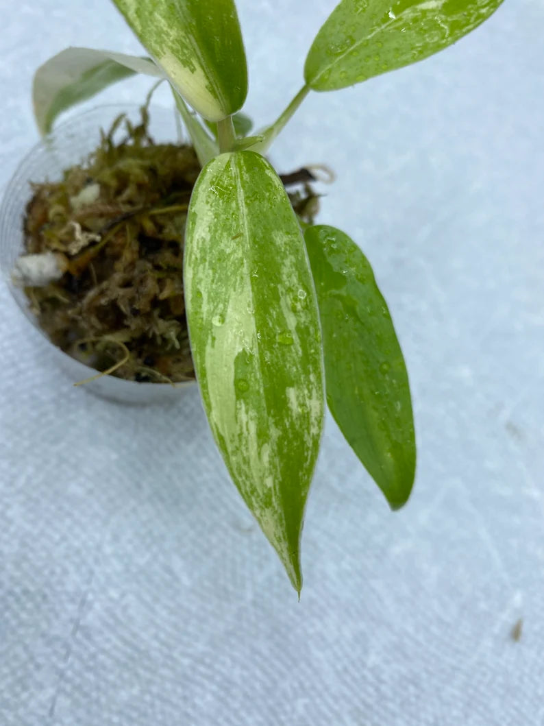 Philodendron Variegated Domesticum Babies. Fully Rooted. image 8