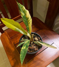 Philodendron Caramel Marble Variegated Fully Rooted Baby Plant image 3