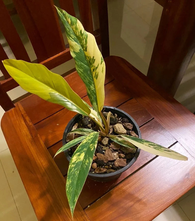 Philodendron Caramel Marble Variegated Fully Rooted Baby Plant image 3