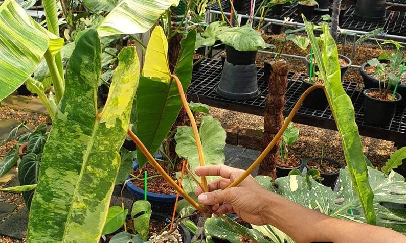 Premium Quality Variegated Billietiae - Extra RARE Collector Plant image 4