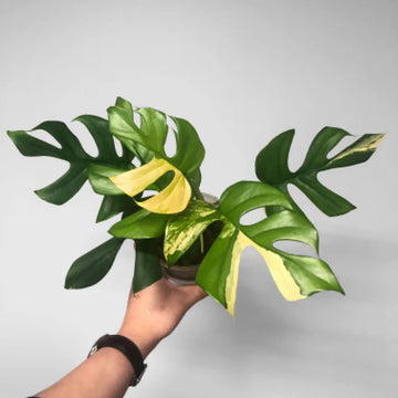 Rhaphidophora Tetrasperma Aurea Variegated image 0