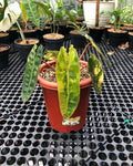 Philodendron Billietiae Variegated — Live Plant image 5