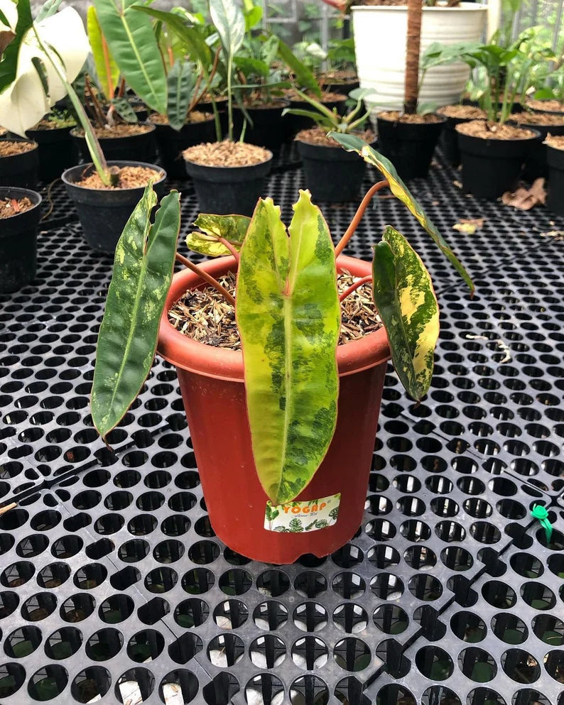 Philodendron Billietiae Variegated — Live Plant image 5
