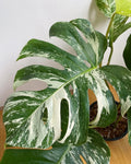 Monstera Albo Variegata 6 leaves image 3
