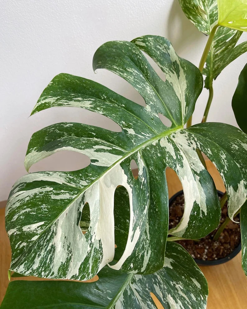 Monstera Albo Variegata 6 leaves image 3