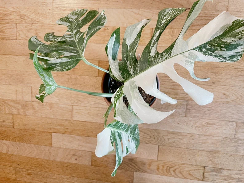 Very white: 4 Mature leafs + 1 in route - H40cm - Monstera Deliciosa variegated large form full rooted image 7