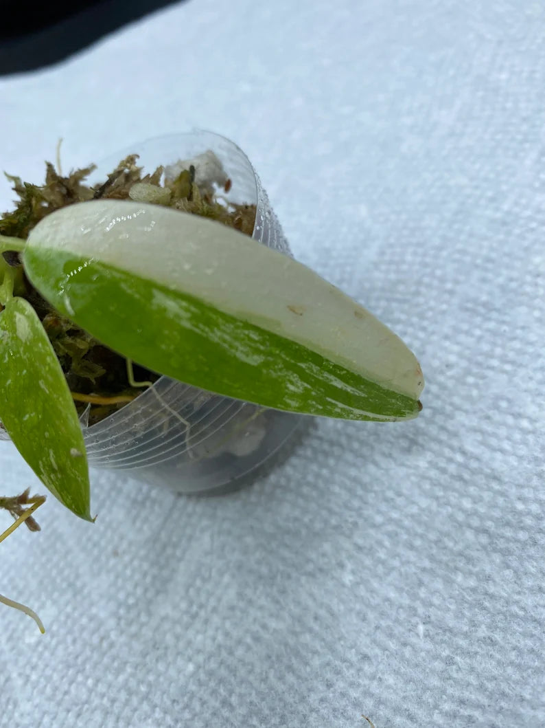 Philodendron Variegated Domesticum Babies. Fully Rooted. image 4