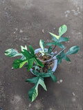 Philodendron Florida Beauty Variegated 8 Leaves image 1
