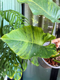 Philodendron Jungle Fever Variegated Fully Rooted Plant Big Size image 5