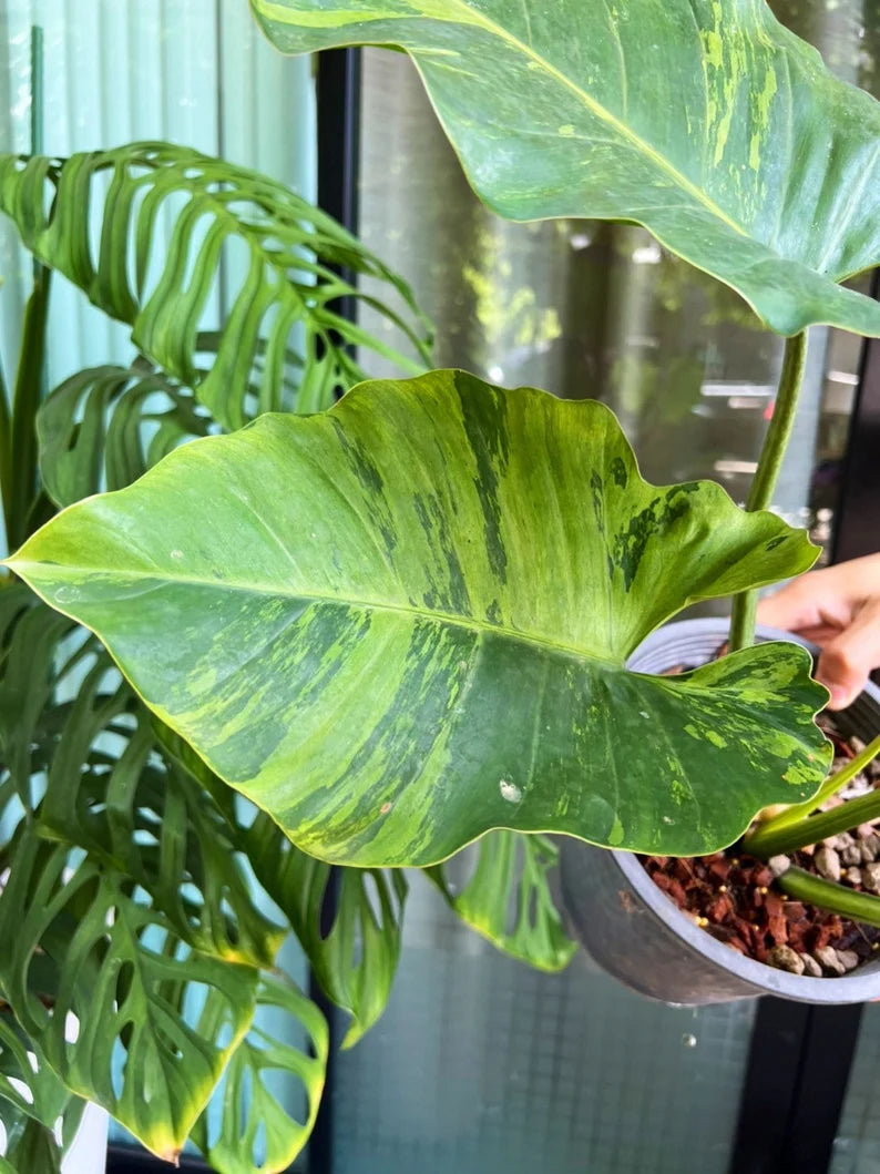 Philodendron Jungle Fever Variegated Fully Rooted Plant Big Size image 5