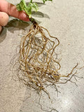 Monstera Adansonii Mint - whole plant. Phyto included! image 1