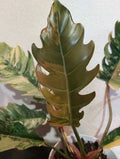 Philodendron Caramel Marble Plant Well Rooted Mother Plant image 3