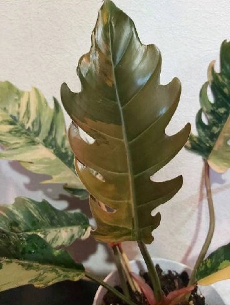 Philodendron Caramel Marble Plant Well Rooted Mother Plant image 3