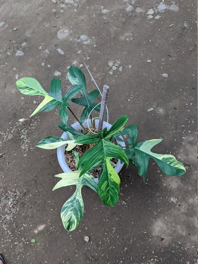 Philodendron Florida Beauty Variegated 8 Leaves image 0