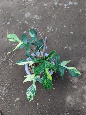 Philodendron Florida Beauty Variegated 8 Leaves image 0