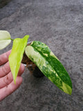 Philodendron Domesticum Variegated — Rooted Plant image 2