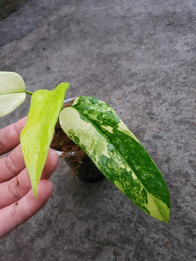 Philodendron Domesticum Variegated — Rooted Plant image 2