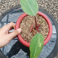 Philodendron Strawberry Shake Variegated — Rooted Plant image 4