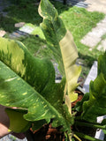 Very Rare Philodendron Ring of Fire Variegata - Large size image 8