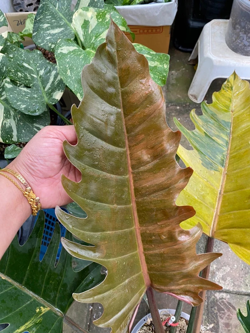 Rare Big Size Philodendron Caramel Marble Variegated Fully Rooted Plant 9 leaves image 5