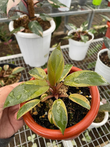 Philodendron Black Cardinal Variegated image 0