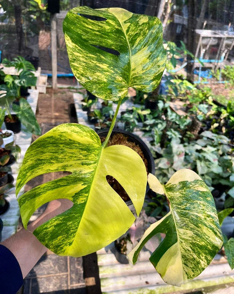 Monstera AUREA Variegated Borsigiana Live Plant Fully Rooted image 1