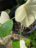 Monstera deliciosa albo image 1