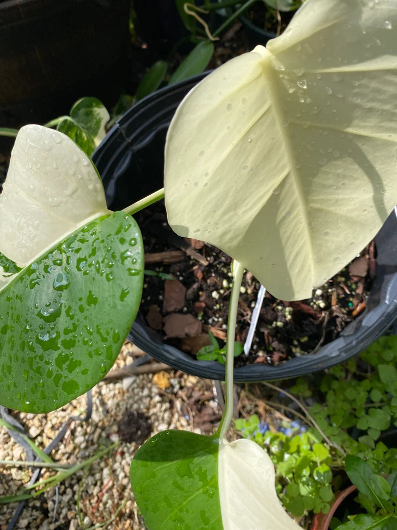 Monstera deliciosa albo image 1