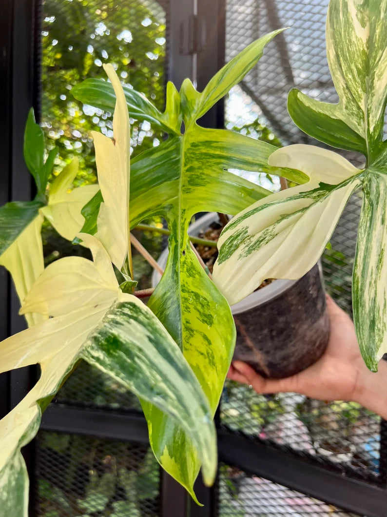 Philodendron Florida Beauty Variegated Fully Rooted Plant 4 big leaves image 5