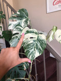 Albo Variegated Monstera - 6 leaf branch clipping! image 2