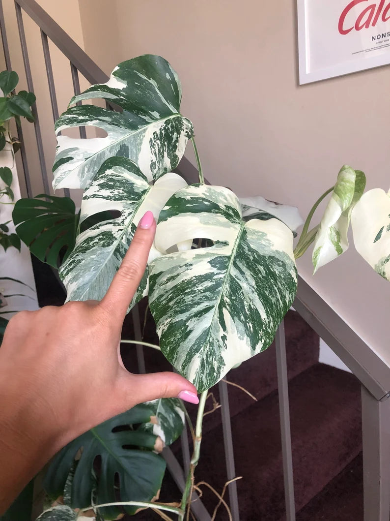 Albo Variegated Monstera - 6 leaf branch clipping! image 2