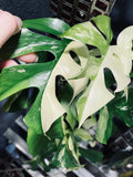 Rhaphidophora Tetrasperma Albo Variegated Paragon image 3
