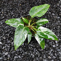 Package 12 philodendron white princess image 2