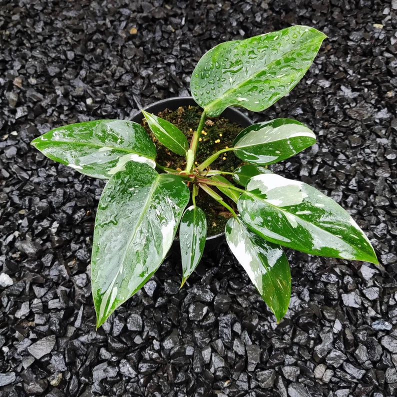 Package 12 philodendron white princess image 2