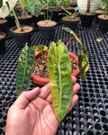 Philodendron Billietiae Variegated — Live Plant image 6