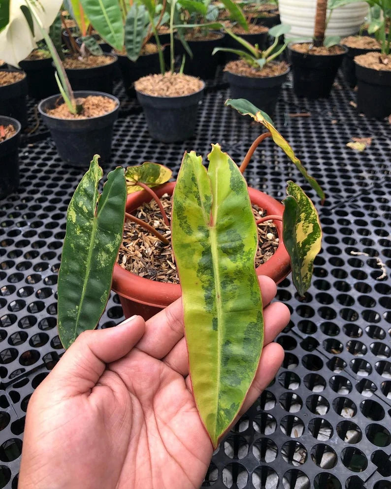 Philodendron Billietiae Variegated — Live Plant image 6