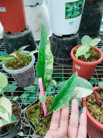 Philodendron Caramel Marble & Bipennifolium Variegated — Bundle image 0