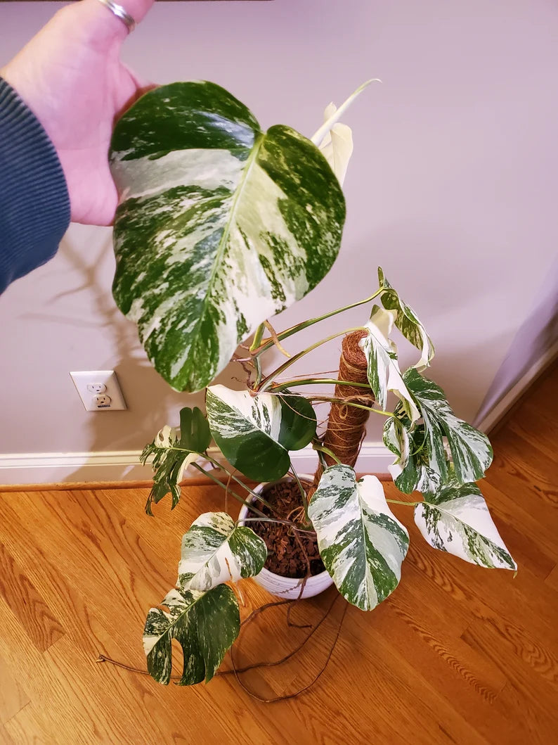 Monstera Albo Borsigiana image 5