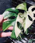 Rhaphidophora Tetrasperma Albo Variegated Paragon image 4