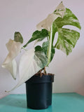 Highly variegated Monstera albo varigata image 4
