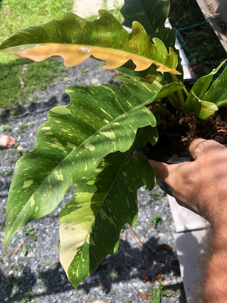 Very Rare Philodendron Ring of Fire Variegata - Large size image 3
