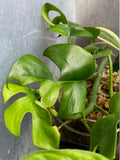 Rhaphidophora Tetrasperma variegated tricolor image 3