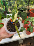 Variegated Philodendron Caramel Marble image 0